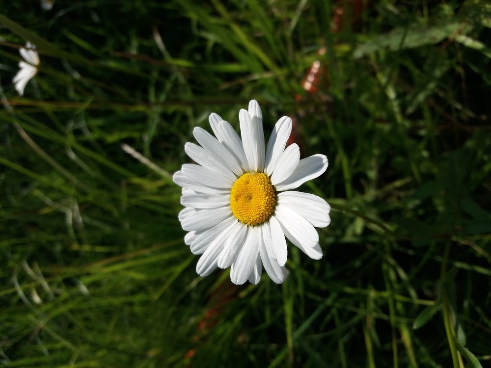 Photograph by Алина Голубева