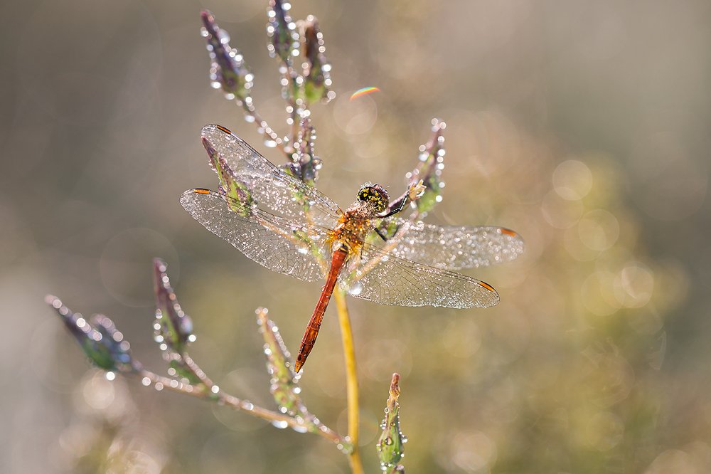 Фотография автора Юрий Сорокин