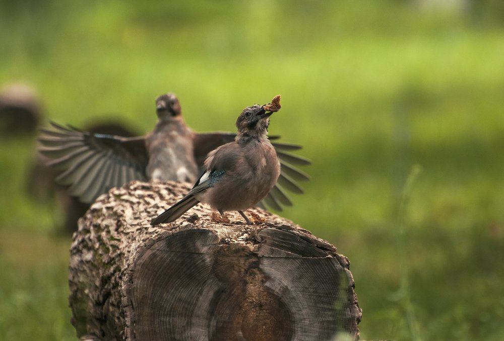Молодые Сойки