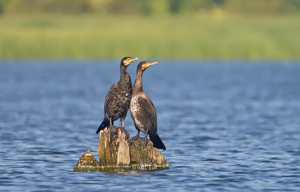 Пара бакланов