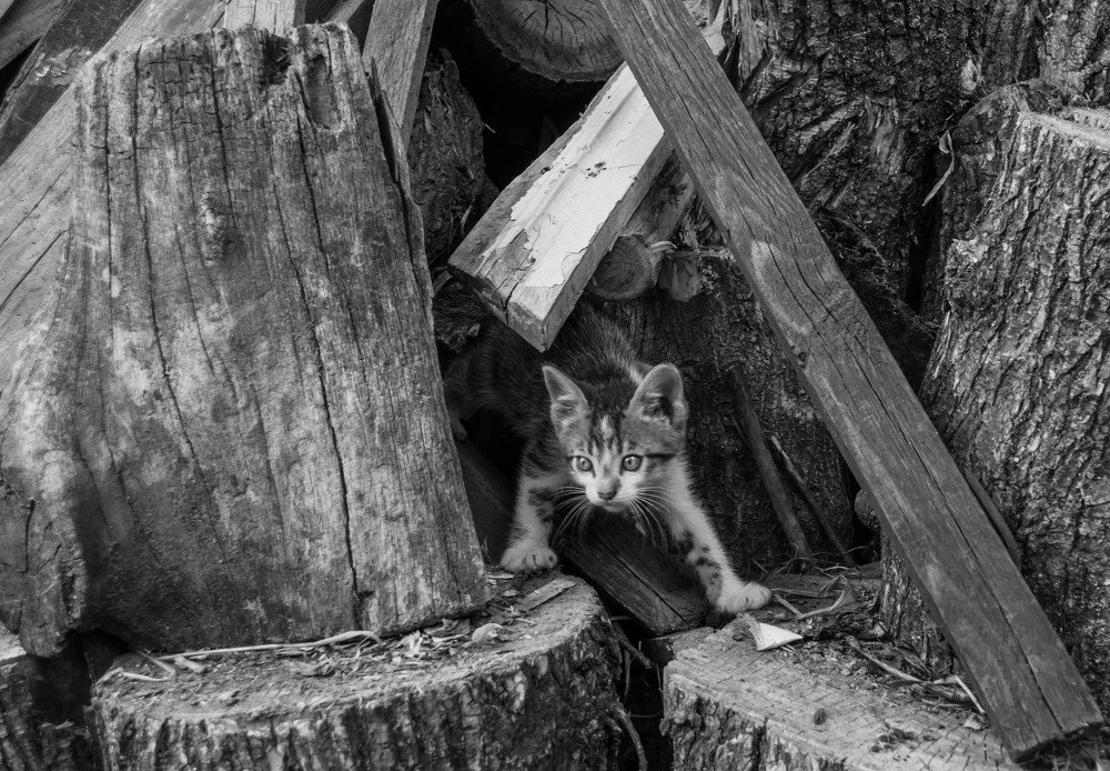 Photograph by Vakula  Sergii