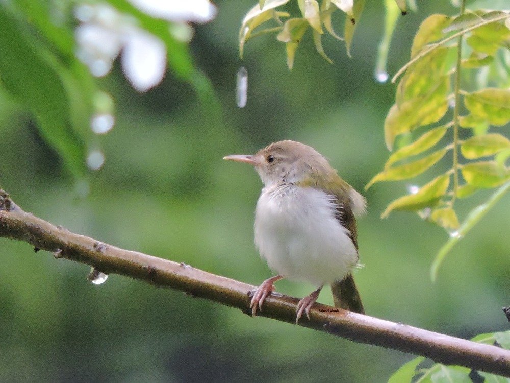 Photograph by Rajarshi Ghosh