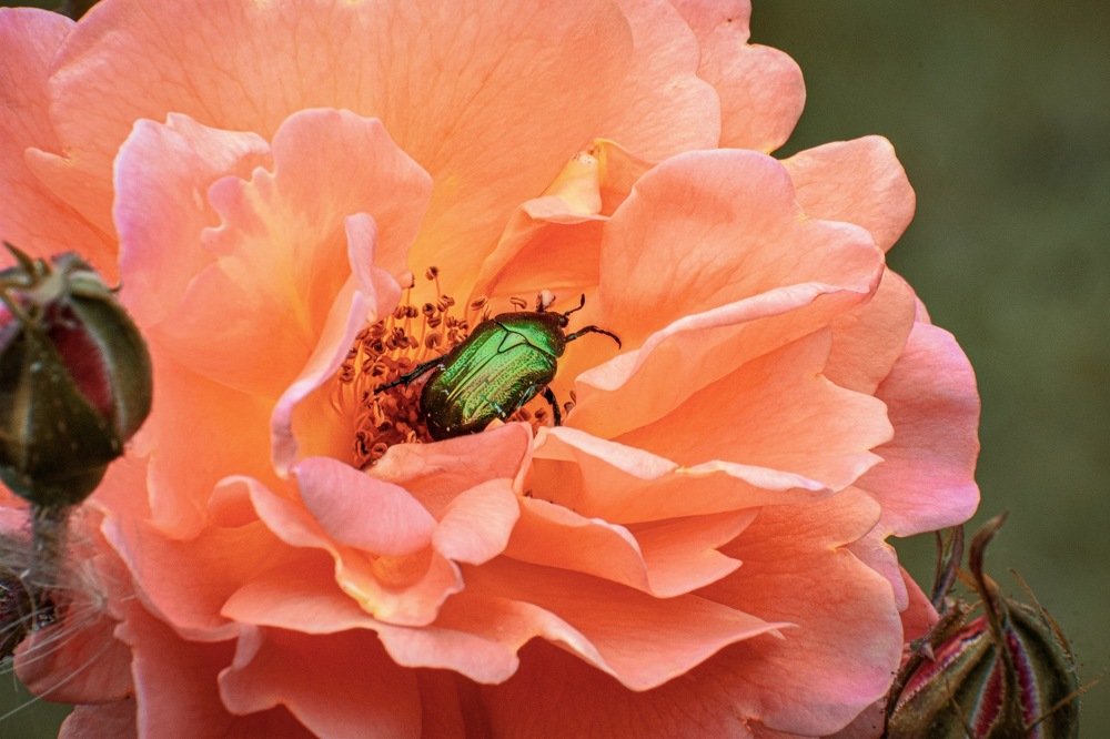 Жук и роза