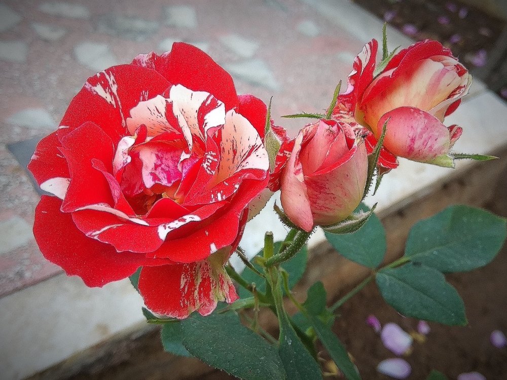 Фотография автора Pranay Shah