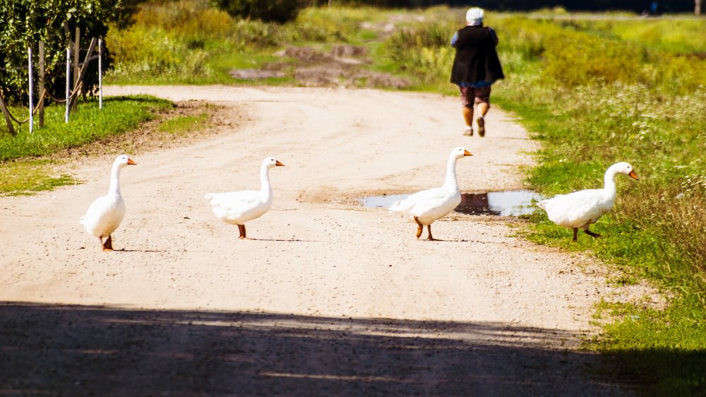 Деревенский Abbey Road