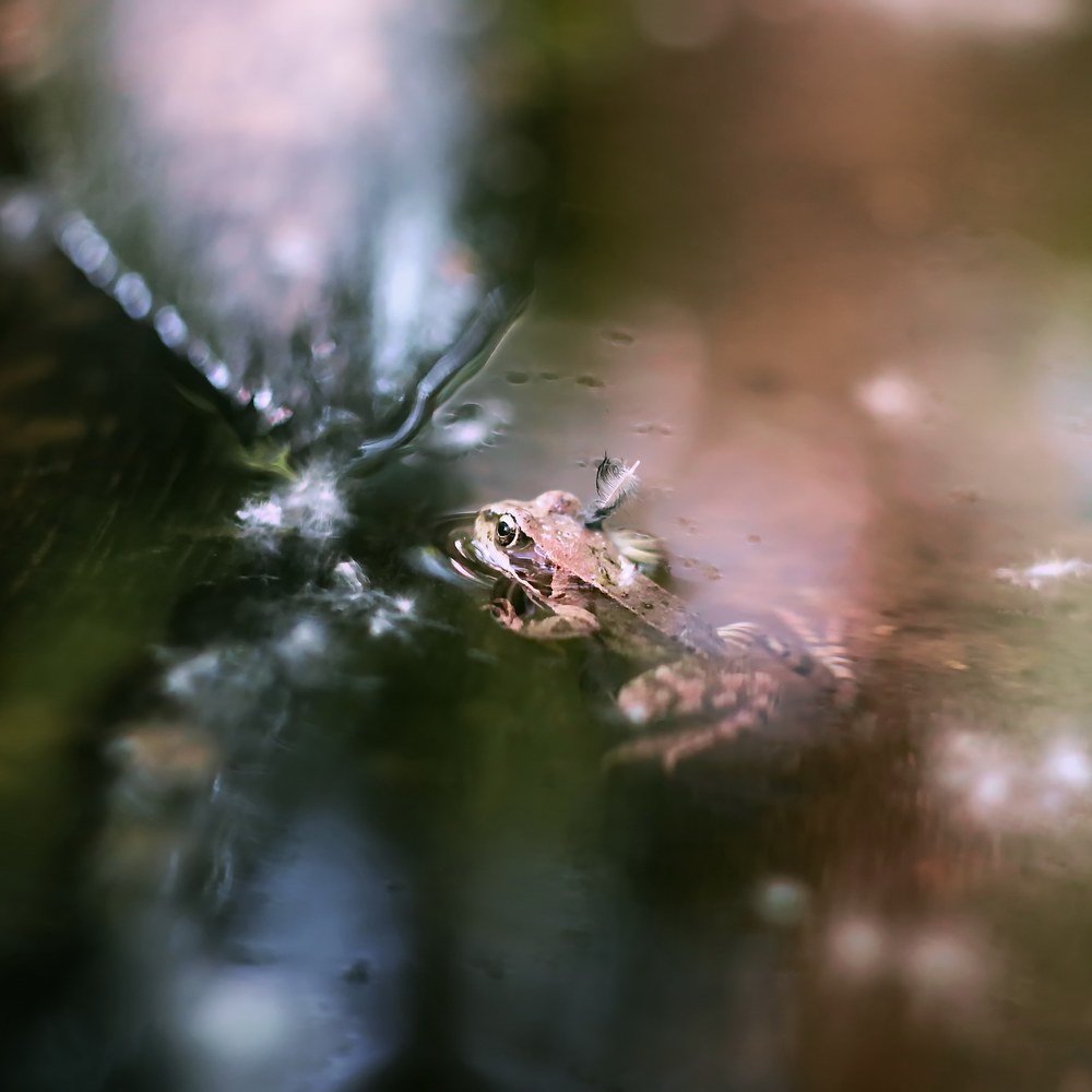 Почти Робин Гуд)