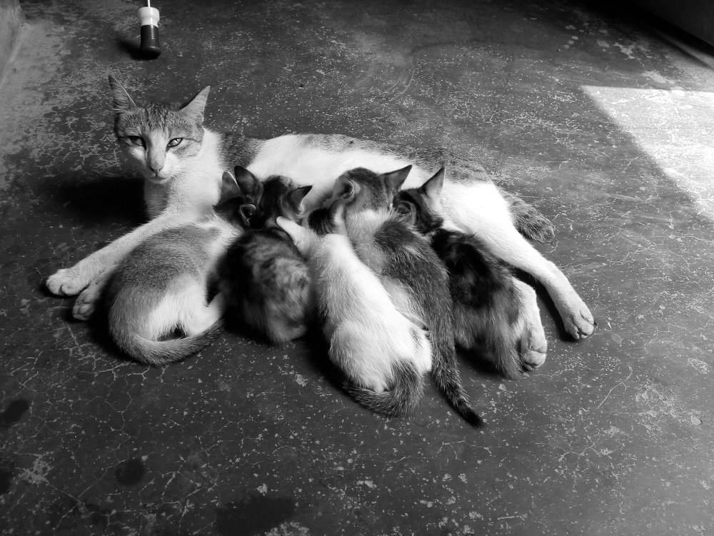 Photo #4163092