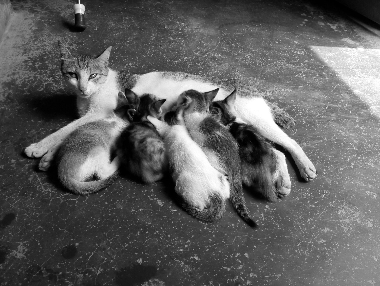 Photo #4163092