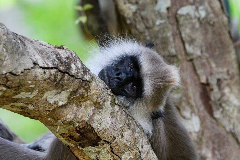 Фотография автора Thivanka Ilanperuma