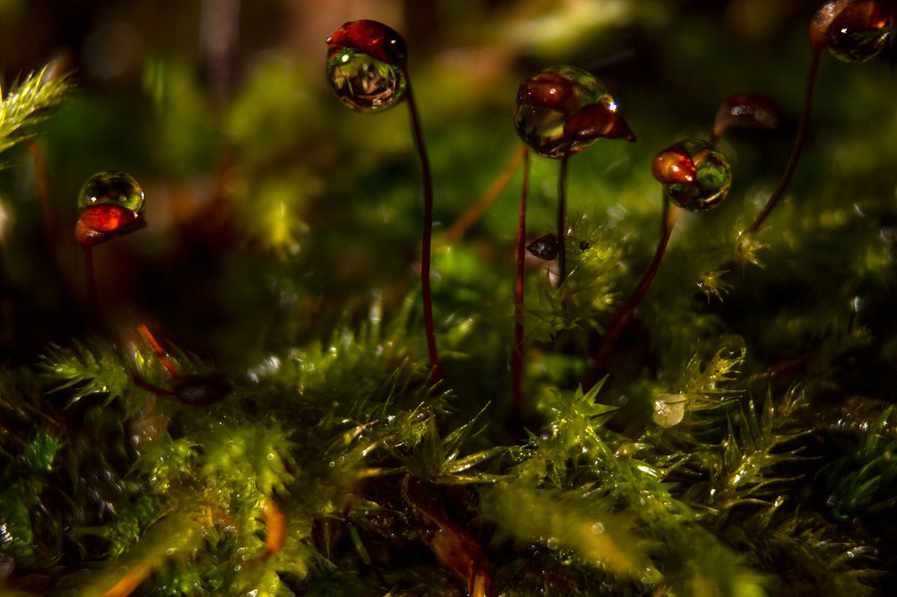 Photograph by Мария Никитина