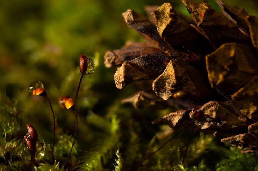 Photograph by Мария Никитина