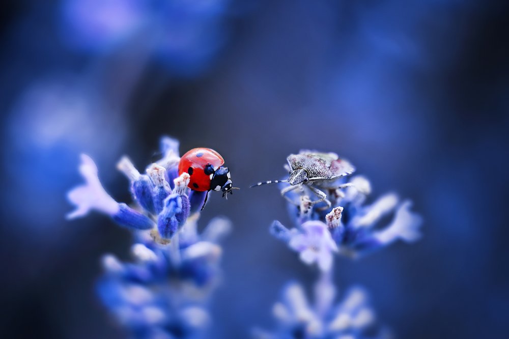 Фотография автора Анастасия Колесникова