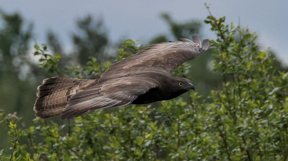 European honey buzzard (Pernis apivorus)