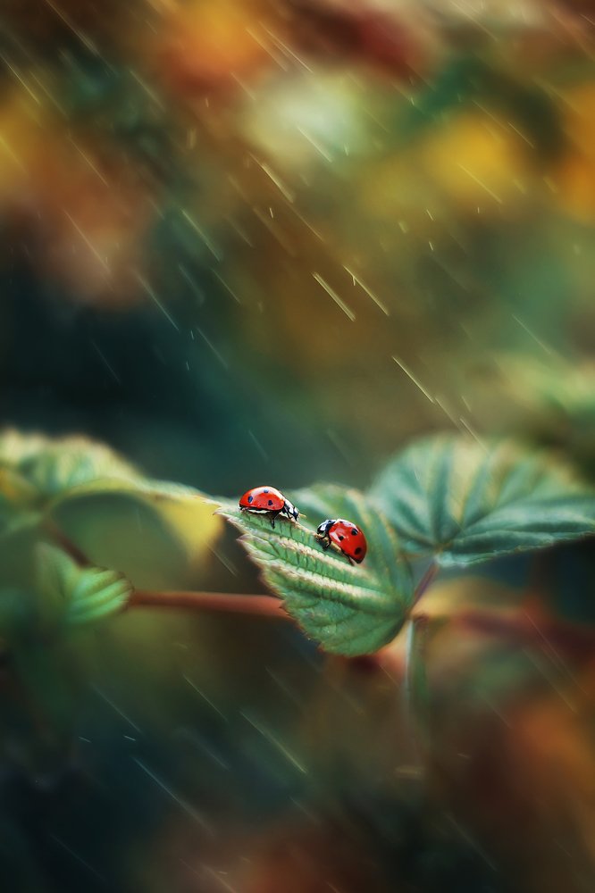 Фотография автора Анастасия Колесникова