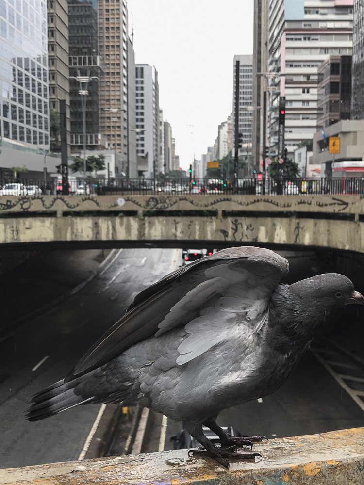 Photograph by Arthur Medeiros