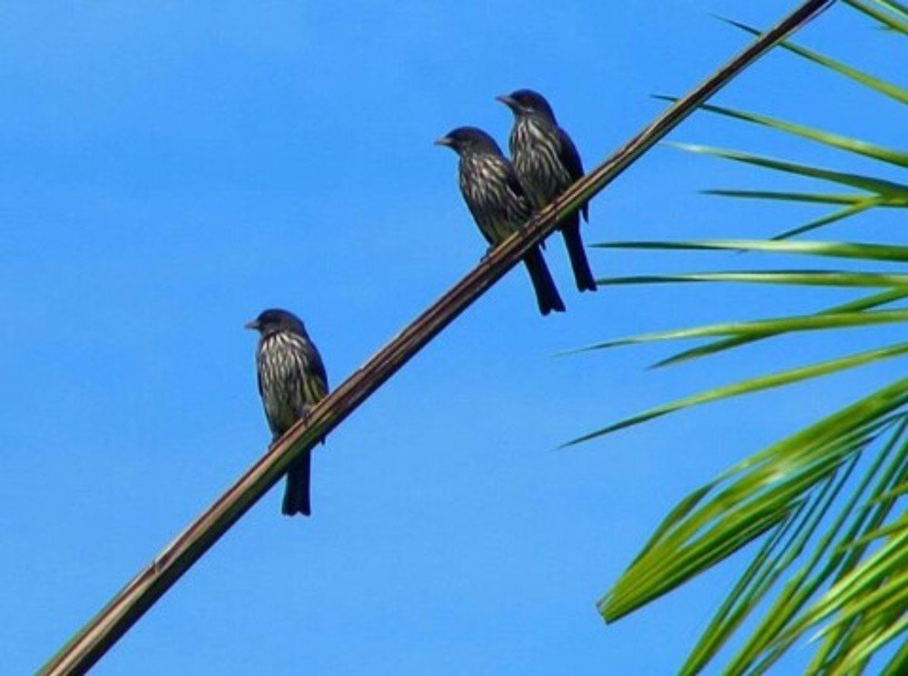 Dulus dominicus