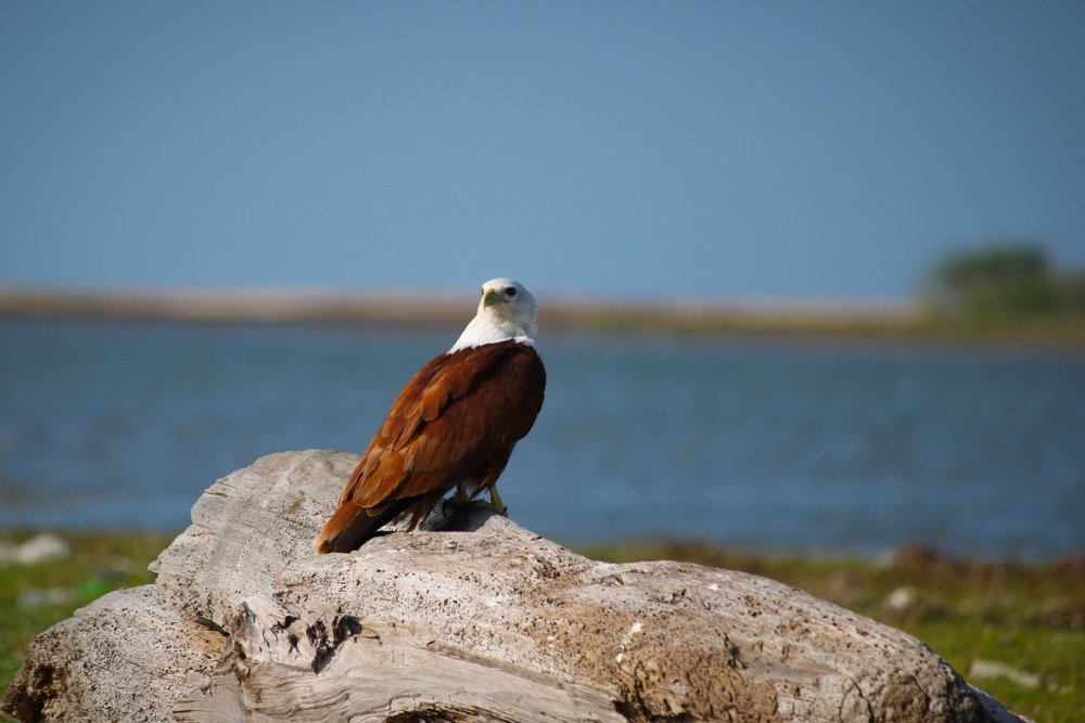 Photograph by Venki Venkatesh