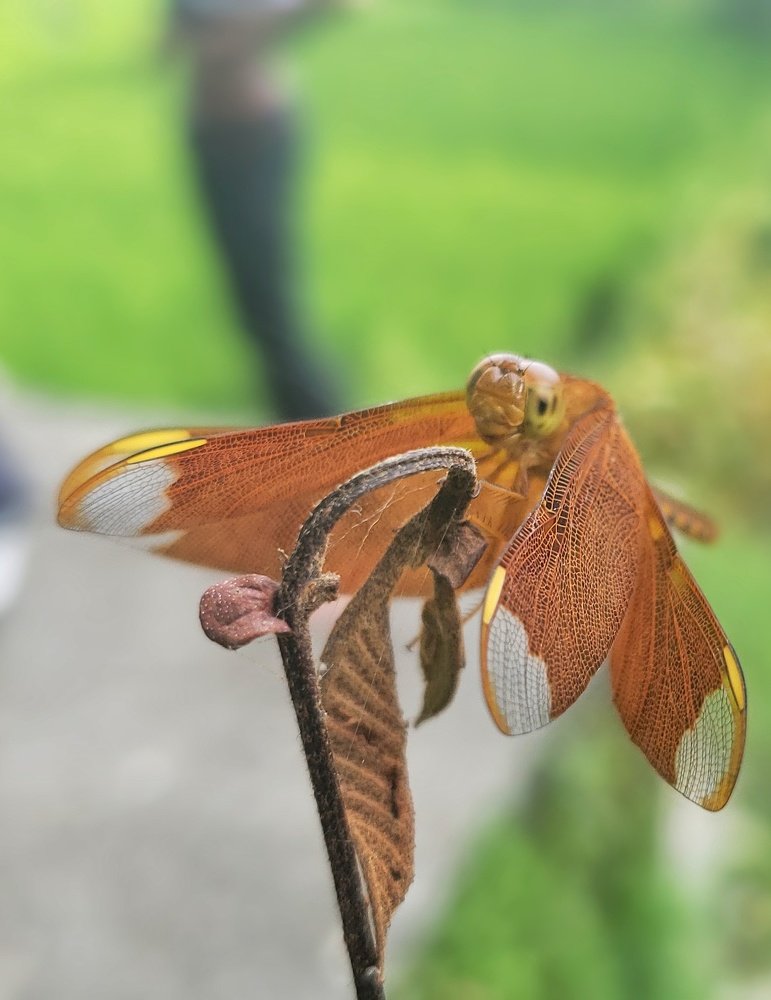 Photograph by Sanil Desemaru