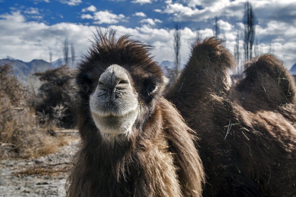 Photograph by Ashish Kapoor