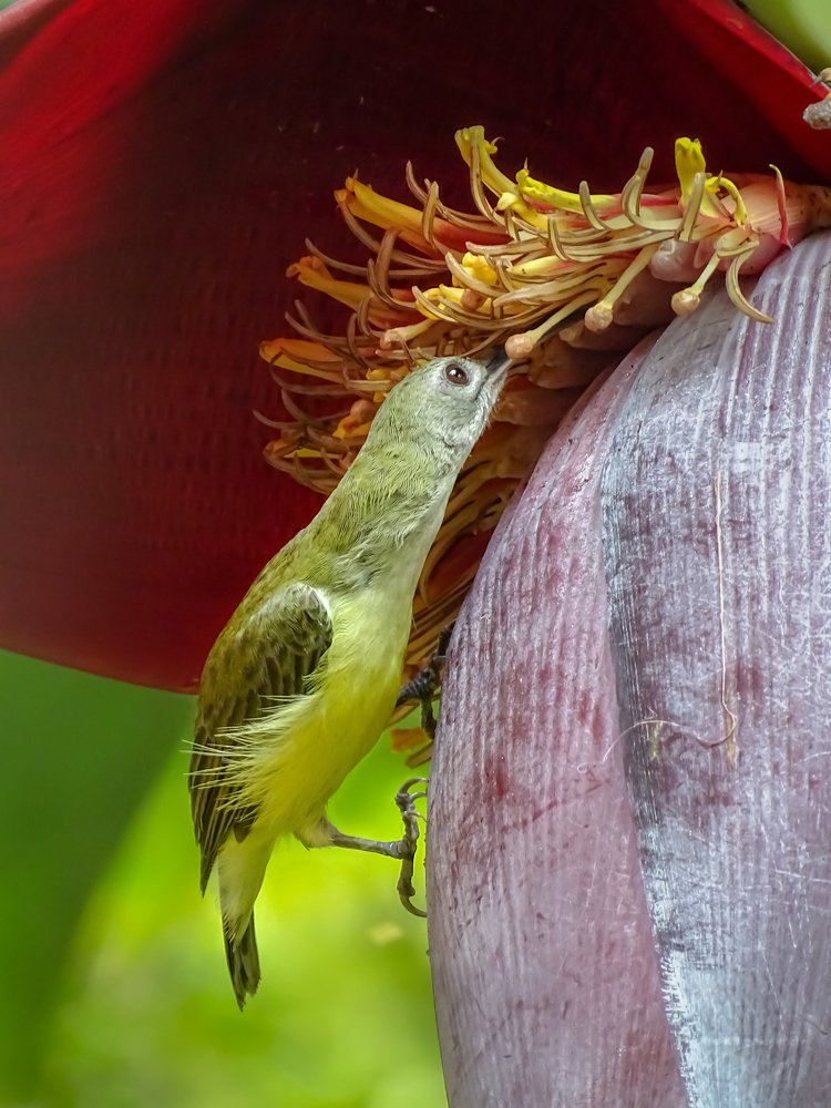 Drinking Nectar