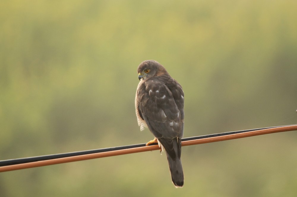 Photograph by Vasanth Pathmanathan