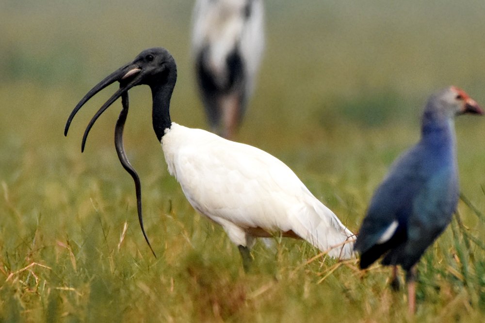 Photograph by Susanta Kumar Das