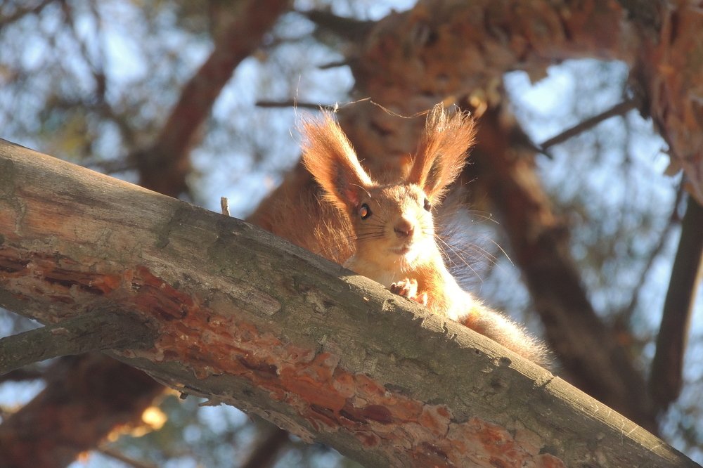 Photograph by Игорь Мамонтов