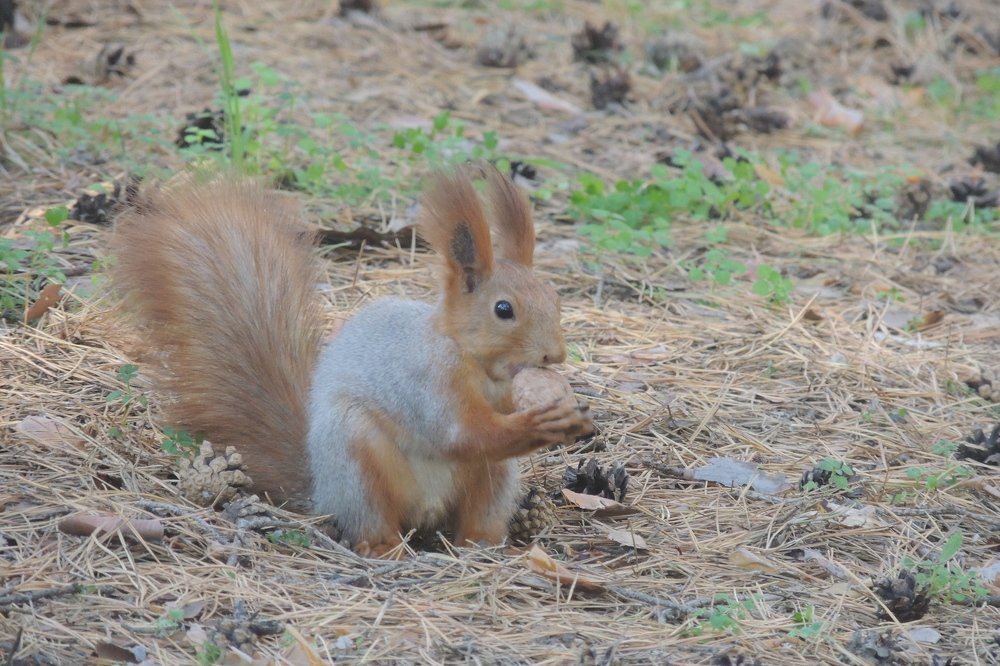 Photograph by Игорь Мамонтов