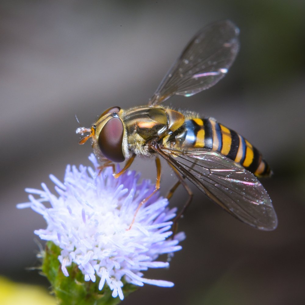 Photograph by Shakti brata Bhattacharjee