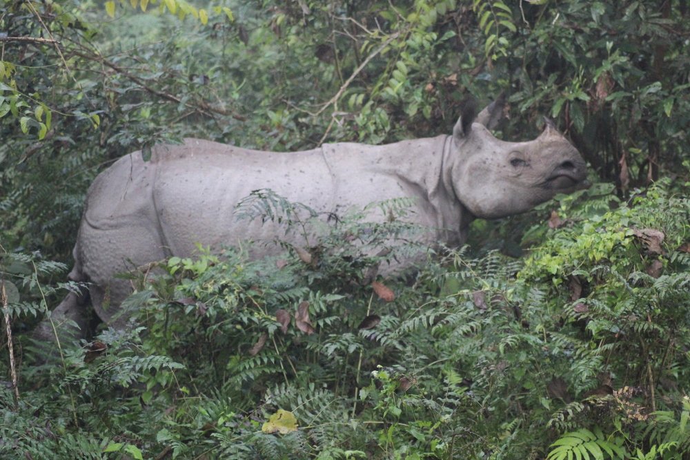 Photograph by Dipayan Chakraborty