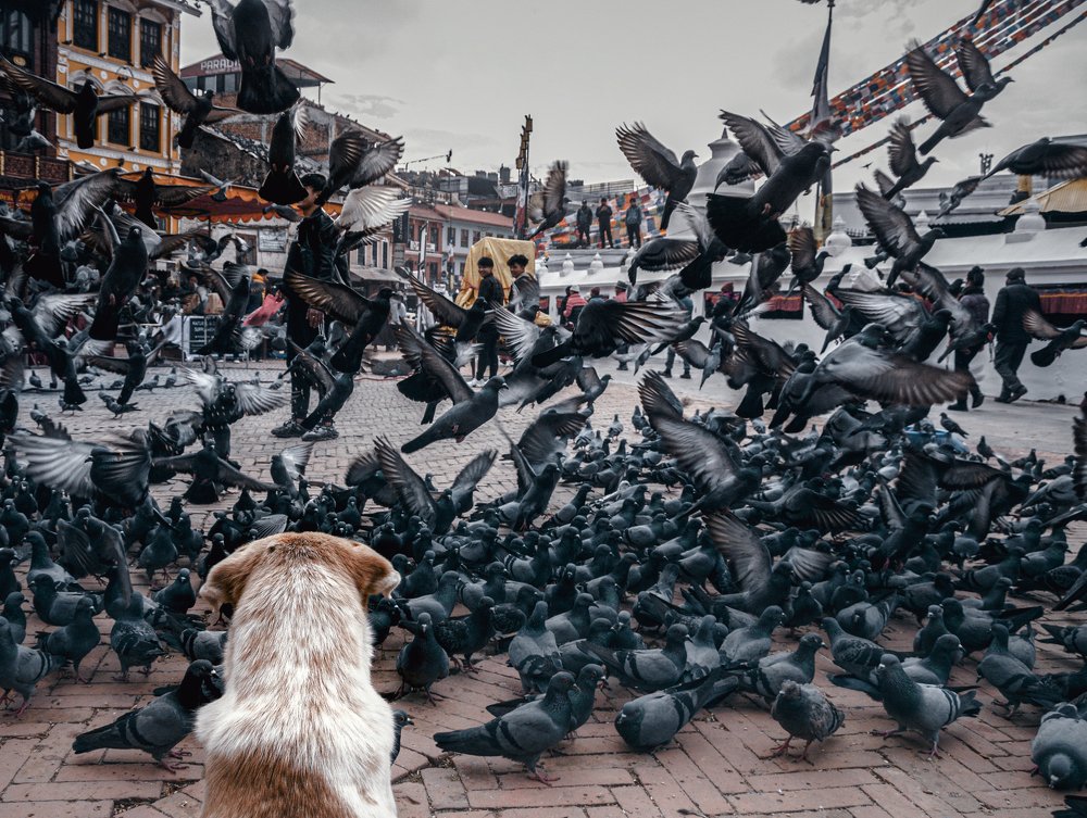 Photograph by Donald Lepcha