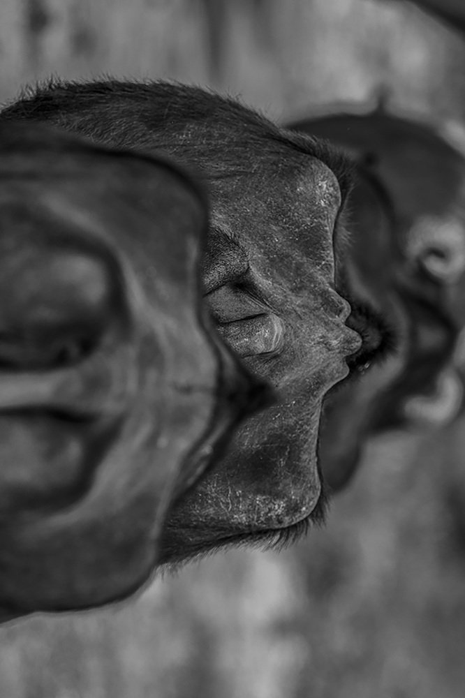 Фотография автора Ashok Behera