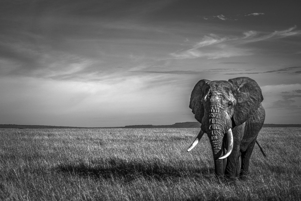 Фотография автора Ashok Behera