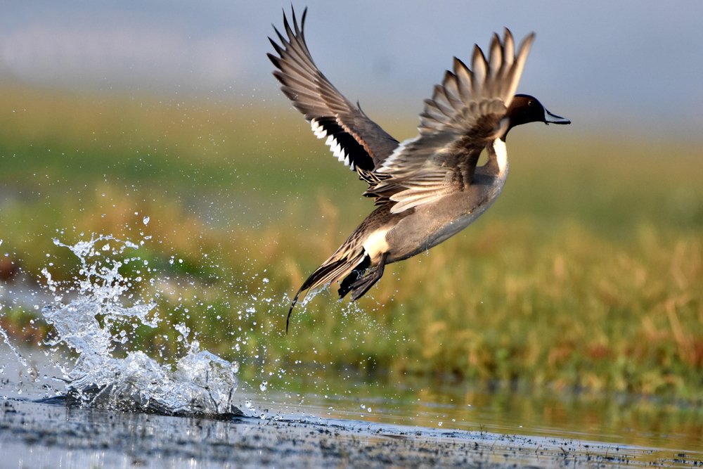 Photograph by Susanta Kumar Das