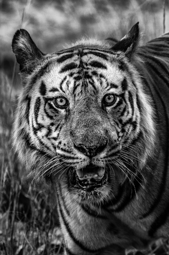 Фотография автора Ashok Behera