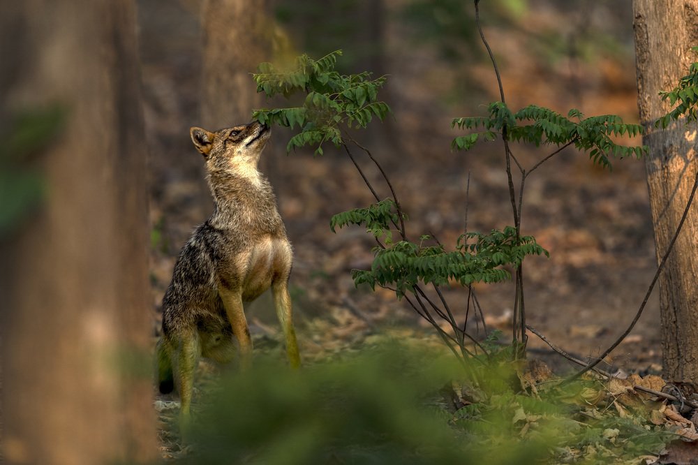Фотография автора Ashok Behera
