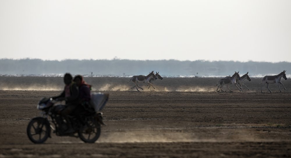 Фотография автора Ashok Behera