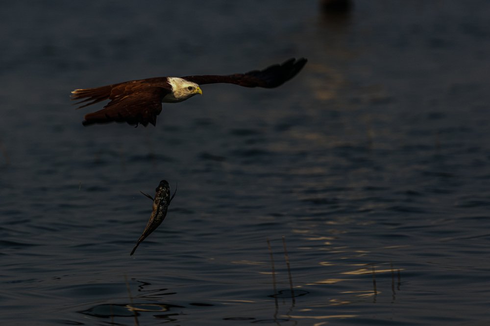 Фотография автора Ashok Behera