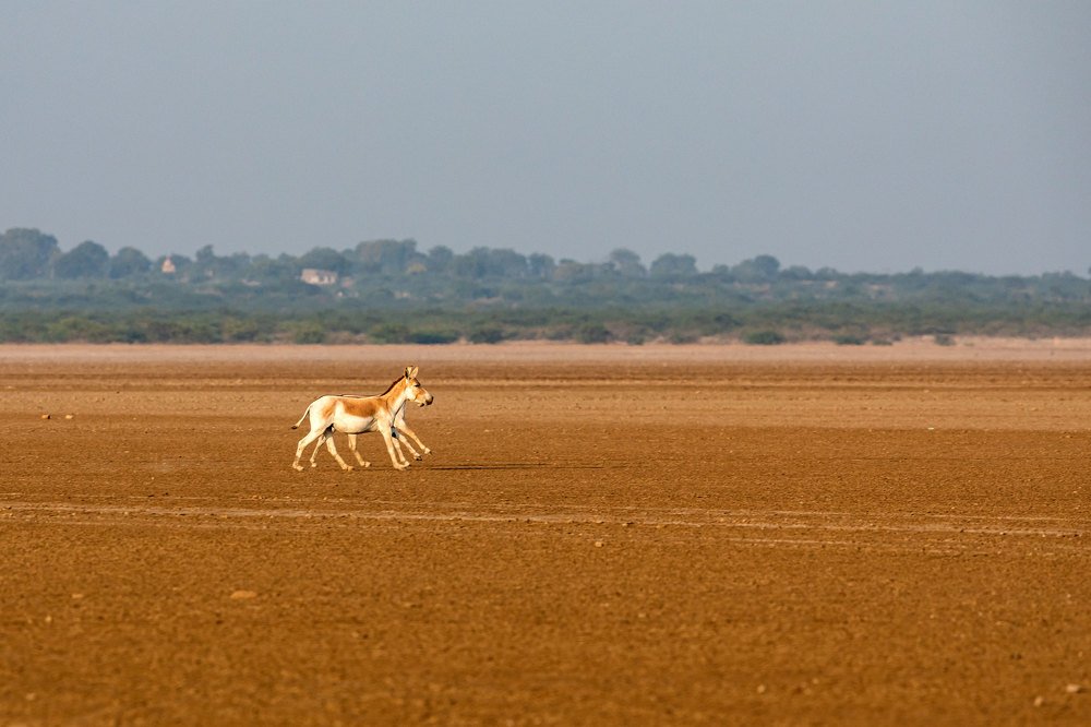 Фотография автора Ashok Behera