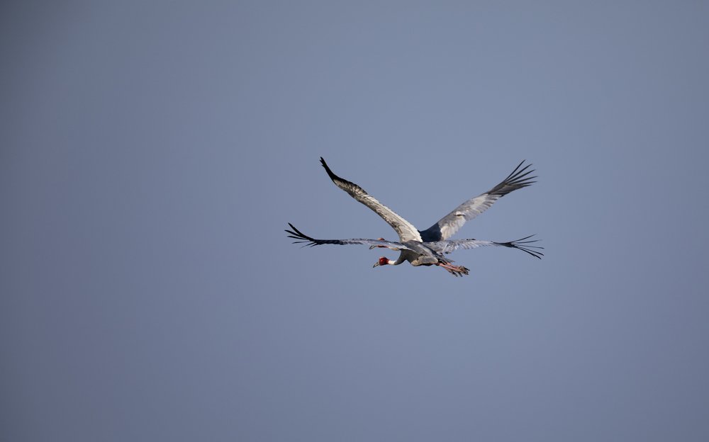 Фотография автора Ashok Behera