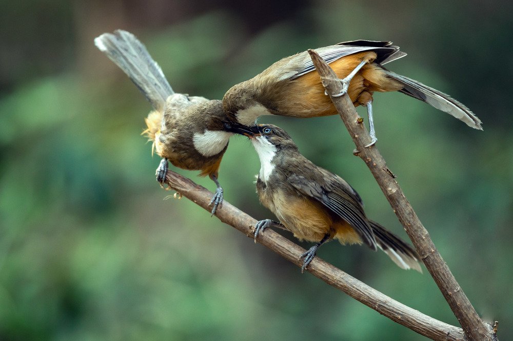 Photograph by Ashok Behera