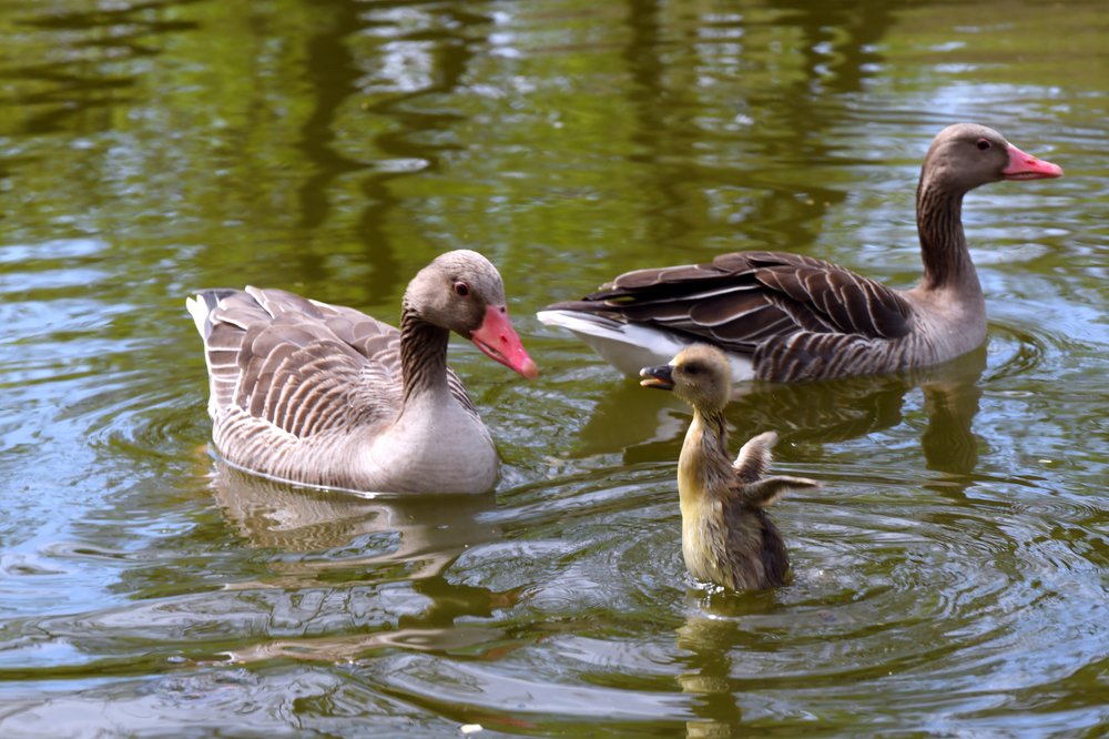 Photograph by Наталья Parovyshnyk