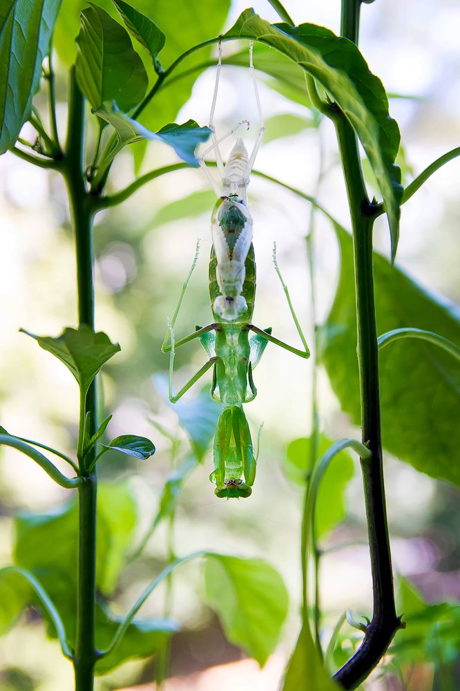 Линька богомола