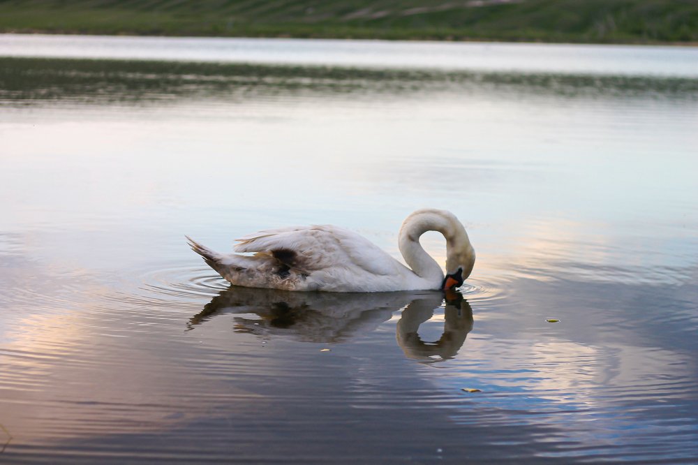 Photograph by Алина КАШКАВАЛ