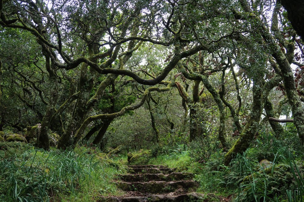 Таинственный лес / Mysterious forest