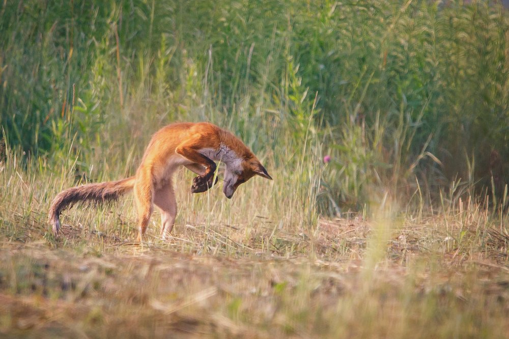 Moment of the hunt..