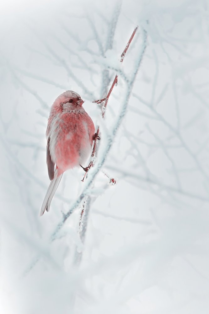 Урагус в серебре.