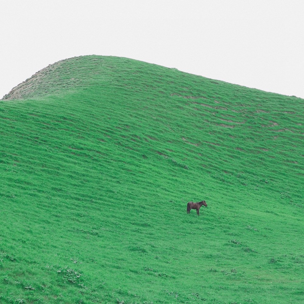 The Lone Horse