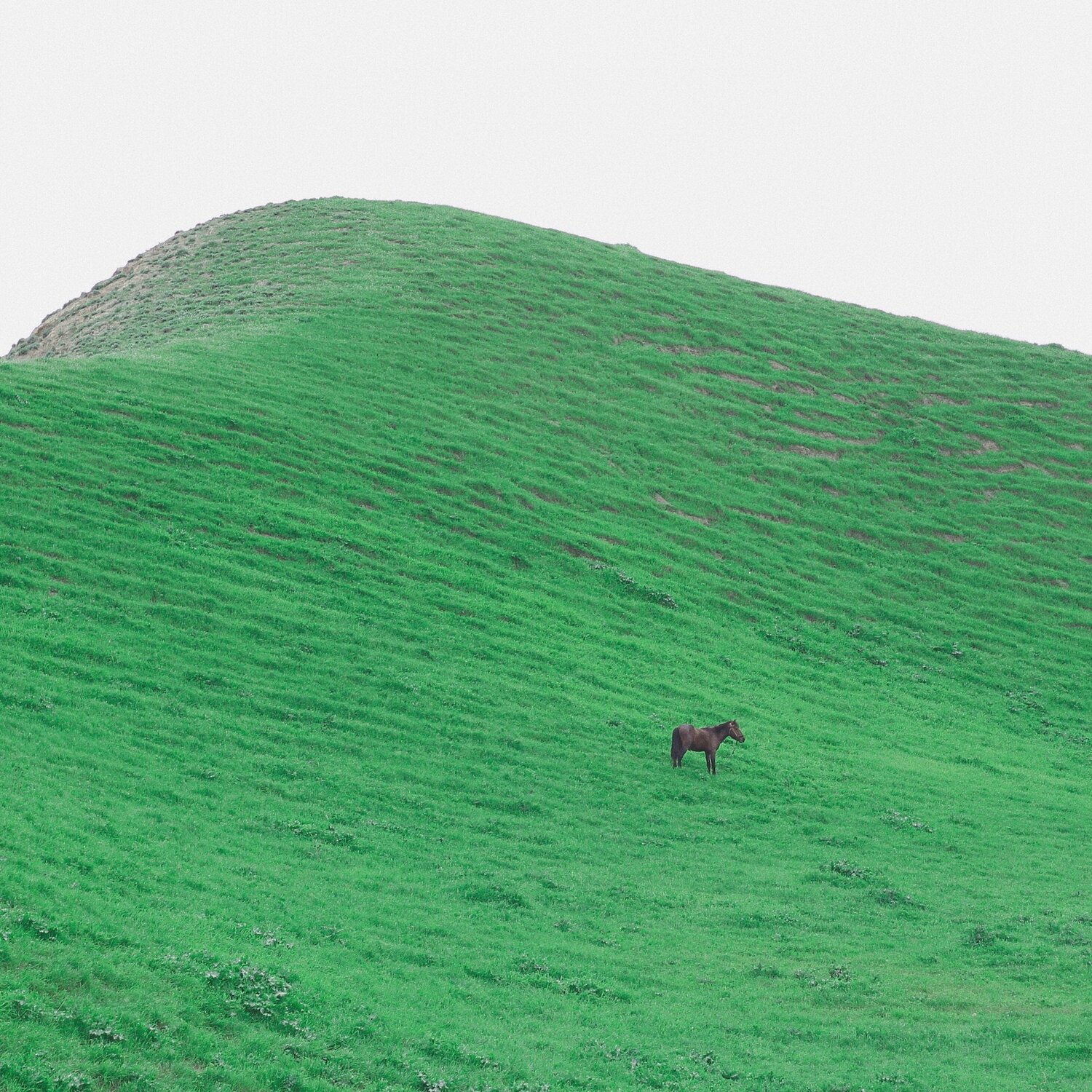 The Lone Horse