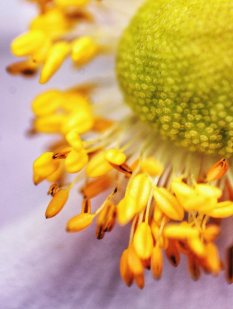 Фотография автора Найденова Алина